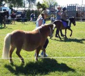 Horse Judging Pet Day 2015 4 opt