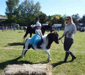 Horse Judging Pet Day 2015 opt