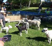 Pet Lambs on Pet Day 2015 2 opt