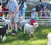 Pet Lambs on Pet Day 2015 5 opt