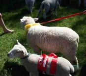 Pet Lambs on Pet Day 2015 6 opt