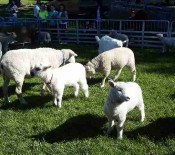 Pet Lambs on Pet Day 2015 opt